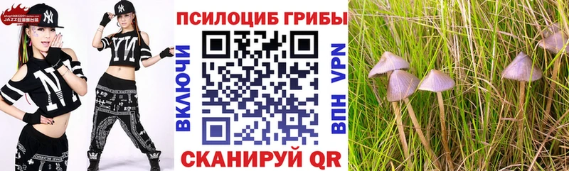 блэк спрут как зайти  Болгар  Псилоцибиновые грибы Magic Shrooms 